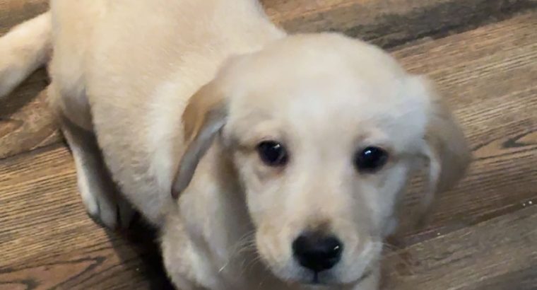 Labrador Puppies for Sale in Kilmallock – Playful