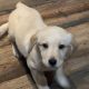 Labrador Puppies for Sale in Kilmallock – Playful