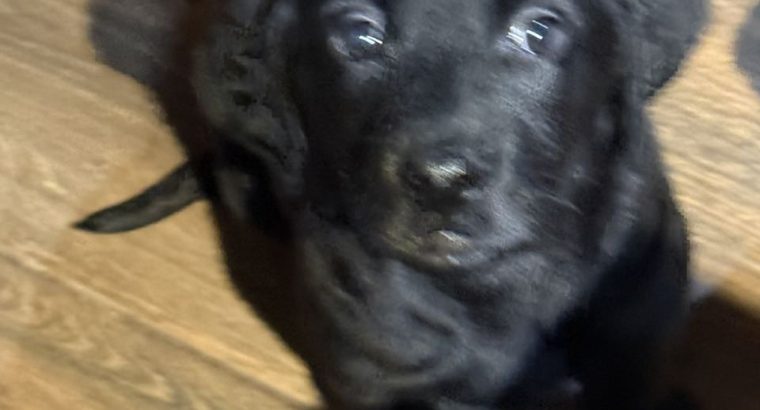 Labrador Puppies for Sale in Kilmallock – Playful
