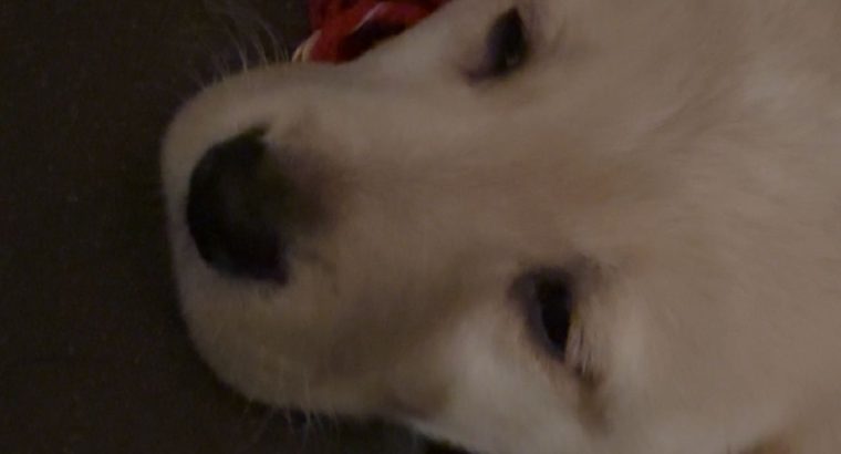 Labrador Puppies for Sale in Kilmallock – Playful