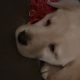 Labrador Puppies for Sale in Kilmallock – Playful