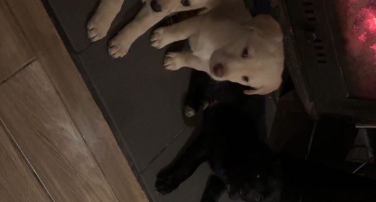 Labrador Puppies for Sale in Kilmallock – Playful
