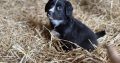 Cocker Spaniel X Collie Puppies in Kilrush