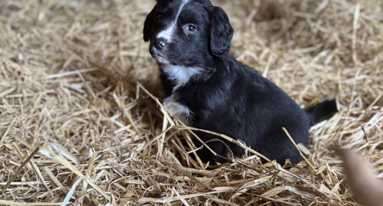Cocker Spaniel X Collie Puppies in Kilrush