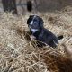 Cocker Spaniel X Collie Puppies in Kilrush