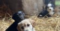 Cocker Spaniel X Collie Puppies in Kilrush