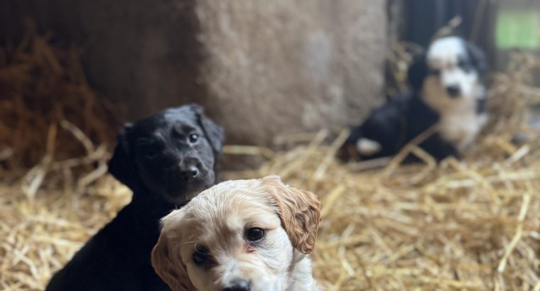 Cocker Spaniel X Collie Puppies in Kilrush