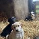 Cocker Spaniel X Collie Puppies in Kilrush