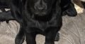 Labrador Puppies for Sale in Kilmallock – Playful