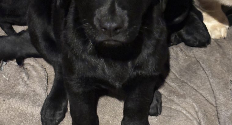 Labrador Puppies for Sale in Kilmallock – Playful