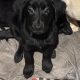 Labrador Puppies for Sale in Kilmallock – Playful