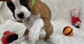 Boxer Puppies for Sale in Dublin – IKC Registered