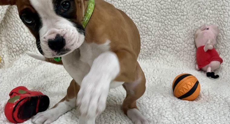 Boxer Puppies for Sale in Dublin – IKC Registered