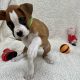 Boxer Puppies for Sale in Dublin – IKC Registered