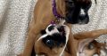 Boxer Puppies for Sale in Dublin – IKC Registered