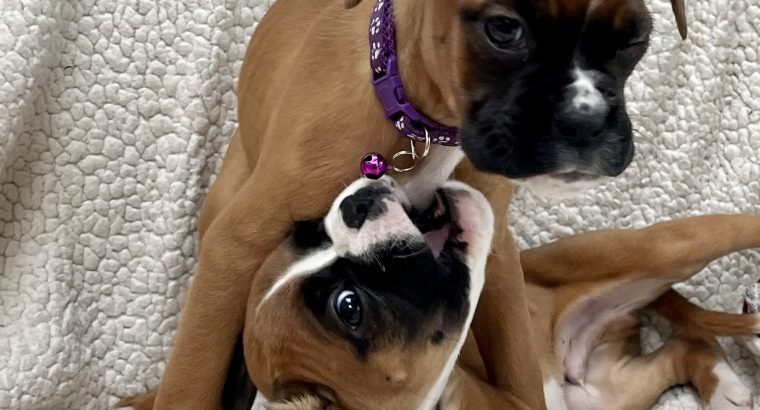 Boxer Puppies for Sale in Dublin – IKC Registered
