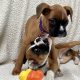 Boxer Puppies for Sale in Dublin – IKC Registered