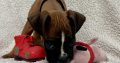 Boxer Puppies for Sale in Dublin – IKC Registered