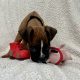 Boxer Puppies for Sale in Dublin – IKC Registered
