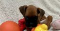 Boxer Puppies for Sale in Dublin – IKC Registered