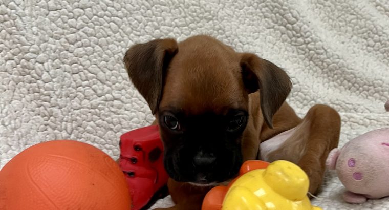 Boxer Puppies for Sale in Dublin – IKC Registered