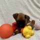 Boxer Puppies for Sale in Dublin – IKC Registered