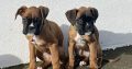 Boxer Puppies for Sale in Dublin – IKC Registered