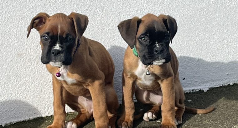 Boxer Puppies for Sale in Dublin – IKC Registered