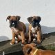 Boxer Puppies for Sale in Dublin – IKC Registered