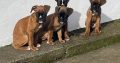 Boxer Puppies for Sale in Dublin – IKC Registered