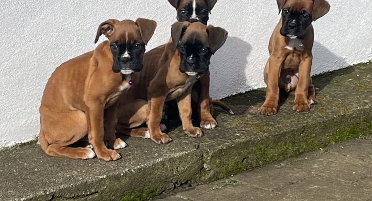 Boxer Puppies for Sale in Dublin – IKC Registered