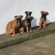 Boxer Puppies for Sale in Dublin – IKC Registered