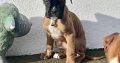 Red Boxer Puppies for Sale in Dublin