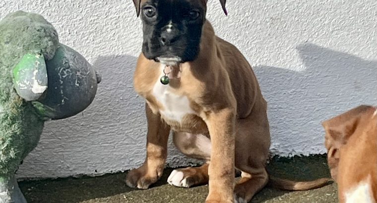 Red Boxer Puppies for Sale in Dublin