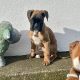 Red Boxer Puppies for Sale in Dublin