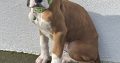 Boxer Puppies for Sale in Dublin – IKC Registered
