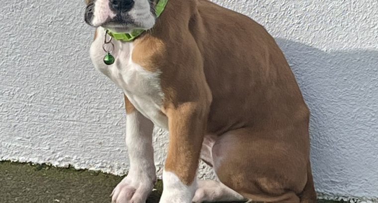 Boxer Puppies for Sale in Dublin – IKC Registered