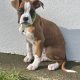 Boxer Puppies for Sale in Dublin – IKC Registered