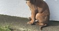 Boxer Puppies for Sale in Dublin – IKC Registered