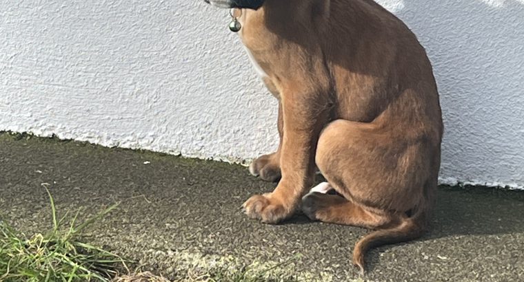 Boxer Puppies for Sale in Dublin – IKC Registered