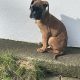 Boxer Puppies for Sale in Dublin – IKC Registered