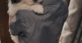 Bichon Frise x Shih Tzu in Kilkenny – Playful Pup
