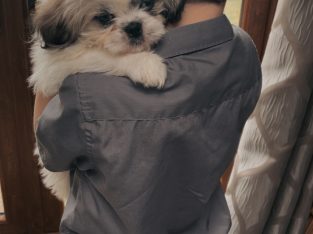 Adorable Bichon Frise x Shih Tzu Female Puppy Ready for a Loving Home