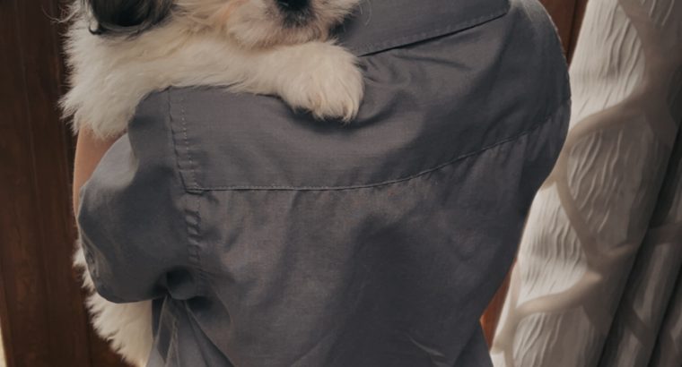 Bichon Frise x Shih Tzu in Kilkenny – Playful Pup