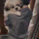 Bichon Frise x Shih Tzu in Kilkenny – Playful Pup