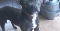 Rehome a Blue Staffordshire Bull Terrier in Co. Mayo
