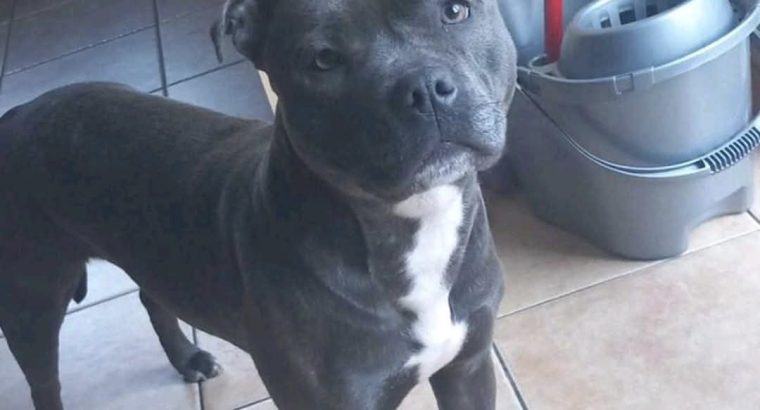 Rehome a Blue Staffordshire Bull Terrier in Co. Mayo