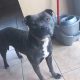 Rehome a Blue Staffordshire Bull Terrier in Co. Mayo