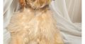 Rare Toy Cockapoo Puppies for Sale in Balla