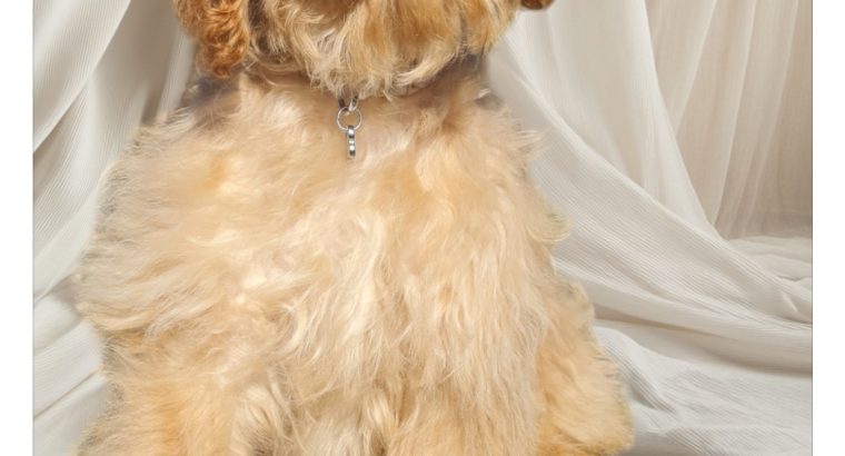 Rare Toy Cockapoo Puppies for Sale in Balla